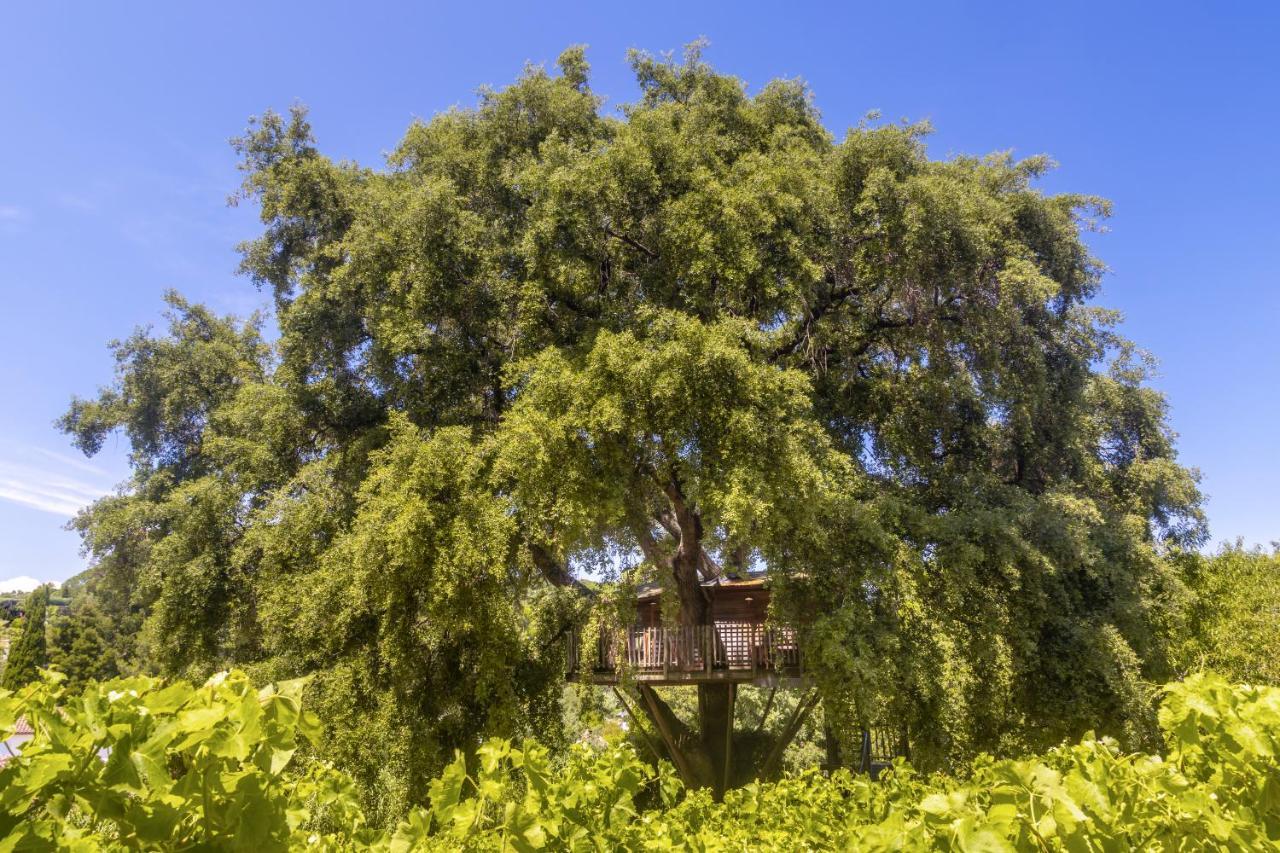Chateau De Valmer La Croix-Valmer Εξωτερικό φωτογραφία