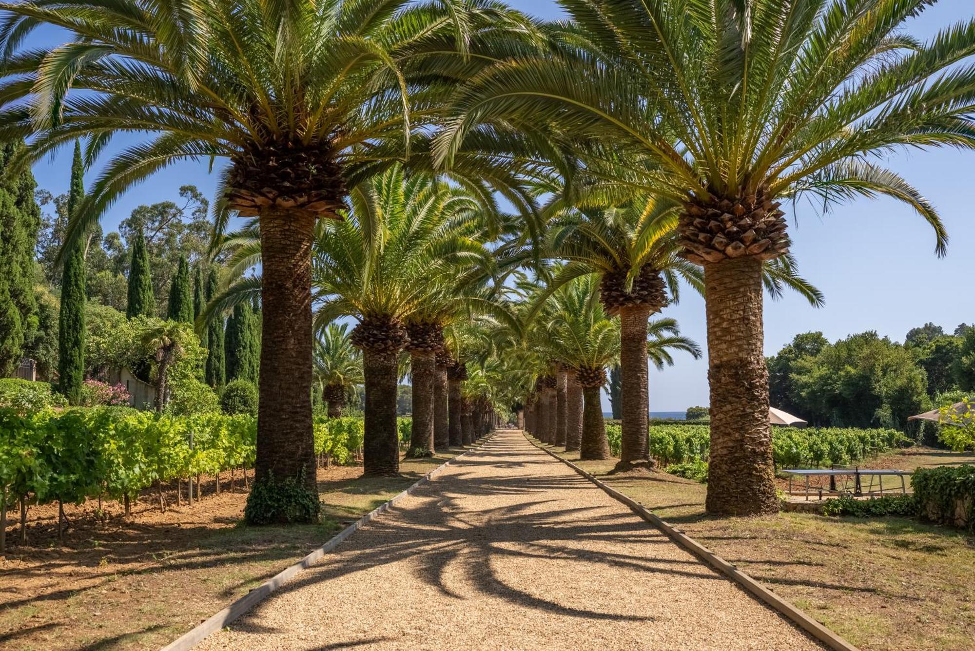 Chateau De Valmer La Croix-Valmer Εξωτερικό φωτογραφία